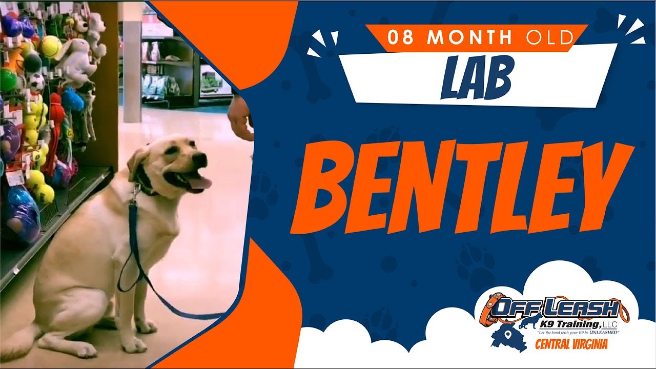 8 m/o Lab (Bentley) Best Fredericksburg VA Dog Training