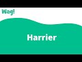 Harrier | Wag! の動画、YouTube動画。