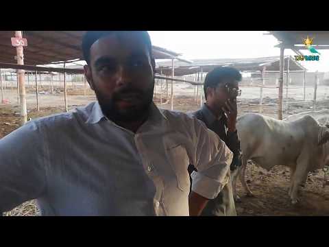 Everest Cow Mandi Karachi Latest Update 14 June 2019 - Maweshi Mandi - Eid Ul Adha 2019