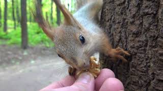 Бельчонок ест орешек / Little squirrel eats a nut by Всё по Серьёзному 2,620 views 6 days ago 3 minutes, 33 seconds