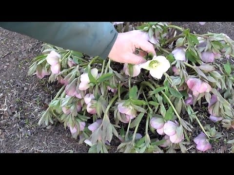 Video: Hellebore (47 Foto): Përshkrim, Mbjellje Dhe Kujdes Në Terren Të Hapur. Winterbells Dhe Aubrieta, Varietete Të Tjera. Shqyrtime Në Lidhje Me Dimërimin E Bimës