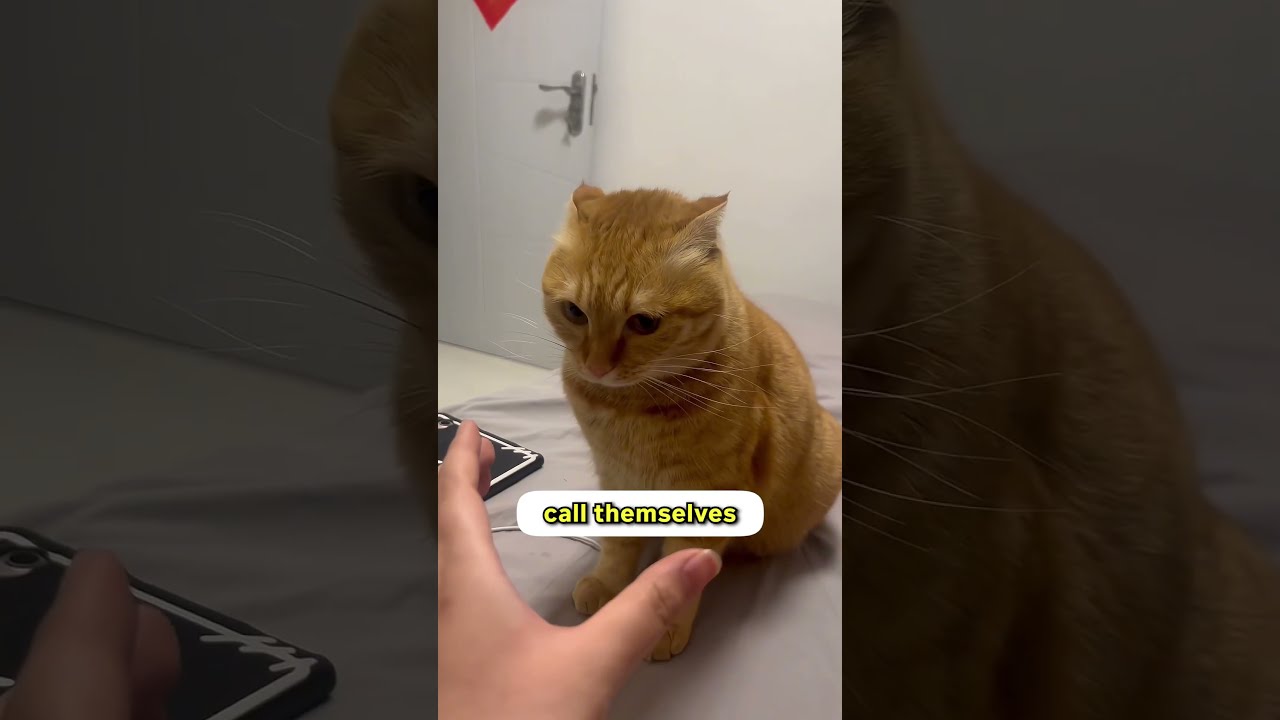 Do You Know Men Who Hate Cats 