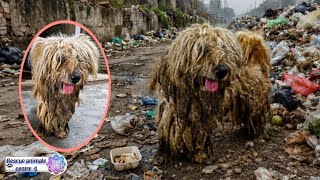 Rescuing a Stray Dog with Extremely Matted Fur | His Life-Changing Story.