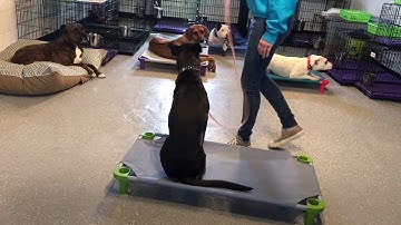 GSD puppy learns “Down” Command Prong Collar