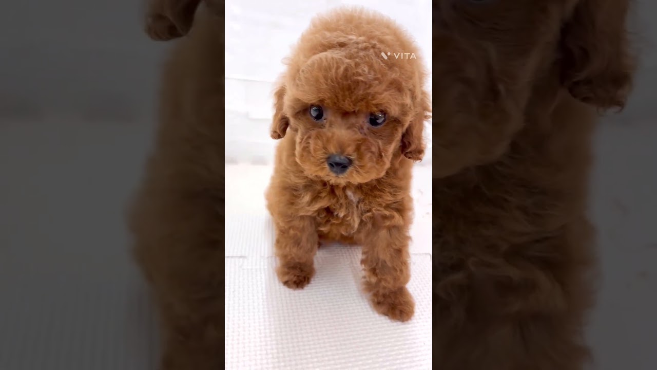 トイ・プードル | ペットショップ マルワン 小さめ子犬 美形な子猫