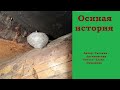 Осиная история