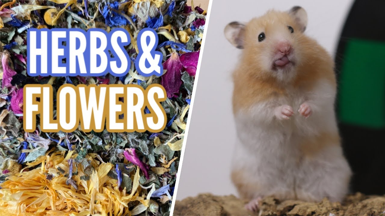 Dried Herbs \U0026 Flowers For Hamsters!