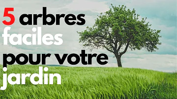 Quel arbre planter pour brise vue ?