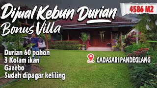FOR SALE Durian Garden with Bonus Villa, Land Area 4586 M2 Freehold, Cadasari Location - Pandegla...