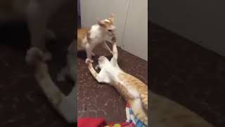 Supper fighting my cats catlover cat