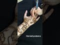 #song #henna #mehandidesign #viralshort #foryou #explore