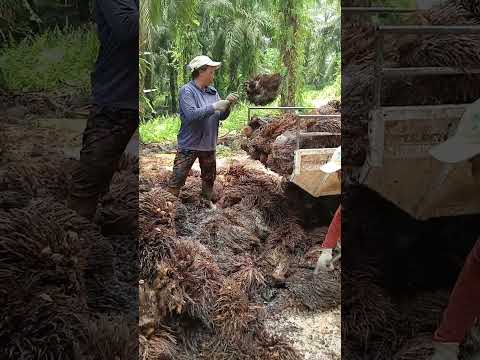 PT Dewata Freight International _ ship to ship Mv to Barge project scatter package 2 Engine Hyunday