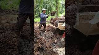 lagi aplikasi jangkos di PT.Dewata Sawit Nusantara