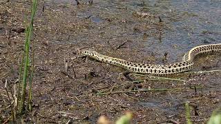 Snakes&Frogs