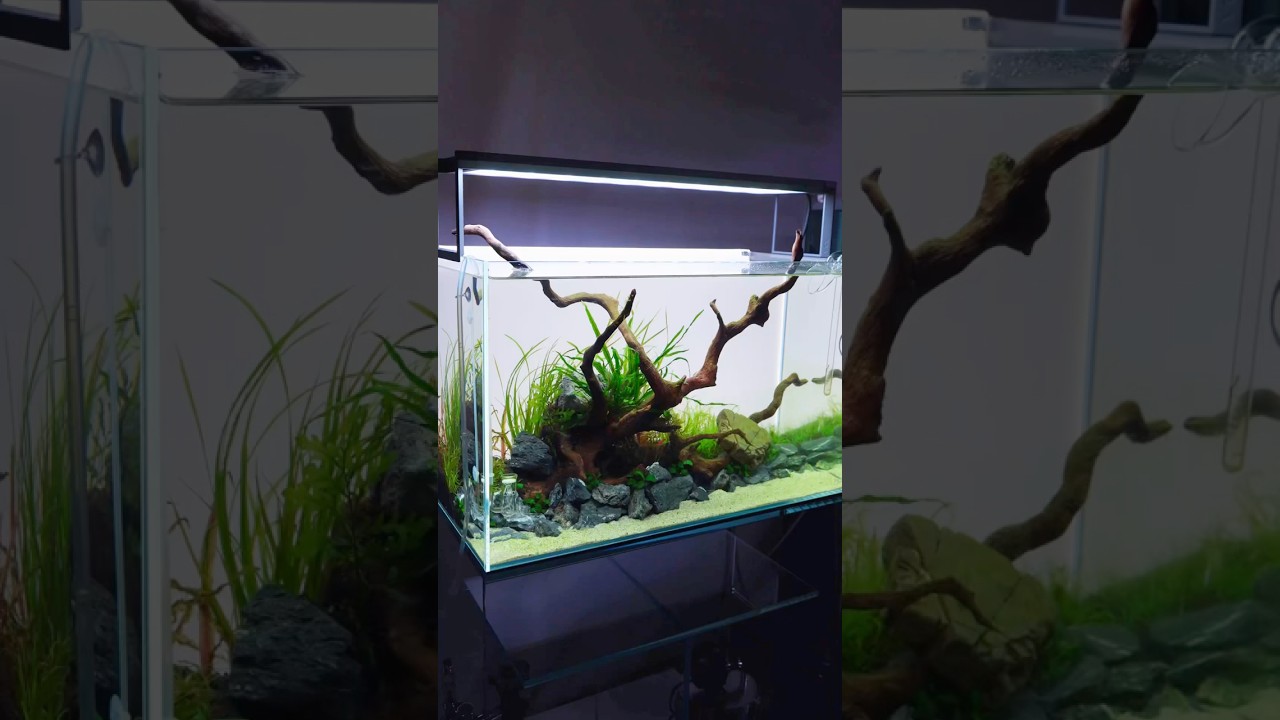 ADA Pro Razor – Aqua Forest Aquarium