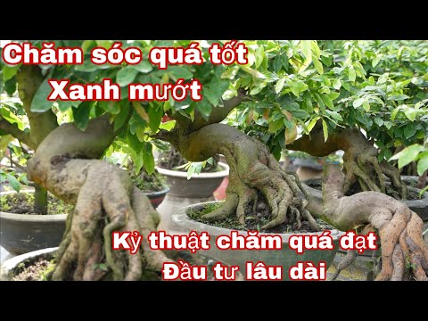 chăm sóc mai vàng quá chuẩn , quá đạt , xanh mướt… mới 2023