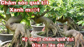 chăm sóc mai vàng quá chuẩn , quá đạt , xanh mướt...