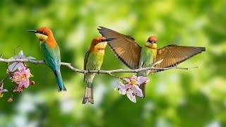 Birdsong helps you heal anxiety, depression and stress  Soothing natural sounds for Sleep