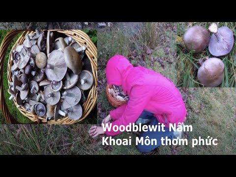 Video: Nấm Boletus: mô tả về nơi mọc và thời điểm thu hái