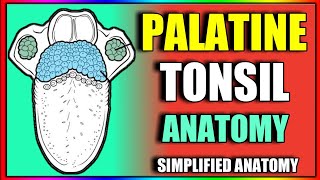 Palatine Tonsil Anatomy