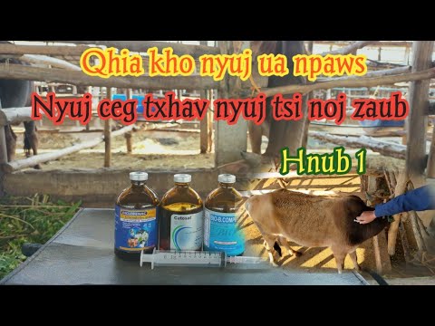 Video: 3 Txoj Kev Kho Mob Npaws Npaws