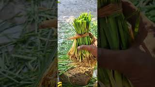 best vettiveru plant sale tamil | vettiveru tamil | vettiver farm tami # #agriculture #vettiveru