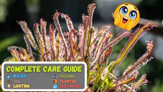 Complete Cape Sundew Care Guide: Grow Drosera Capensis Like a Pro