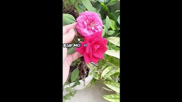 Quy luật lấp đầy- Sức mạnh tiềm thức - Lòng biết ơn. #Đoàn Biên