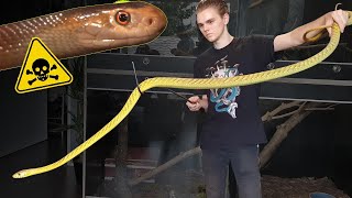 MAMBAS, TAIPANS & MORE! FASTEST SNAKES IN THE WORLD!?