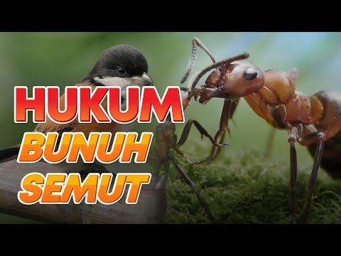 Video: Adakah bumi diatom membunuh semut merah?