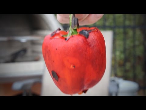 Peeling Roasted Pepper Trick | Barbecue Tricks