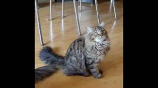 Мое слайд-шоу Сибирские кошки и котята! Мое слайд-шоу Сибирские кошки и котята!