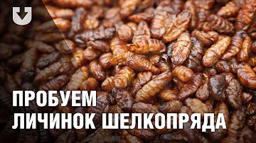 Минчане пробуют личинок шелкопряда