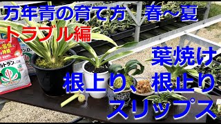 【万年青の育て方　トラブル編　春から夏】葉焼け、根止り、根上り、スリップスについて【万年青の豊明園】