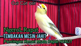 Download lagu Kenari Gacor Tajam Cuit cuit NgeroL RAPAT paling d... mp3