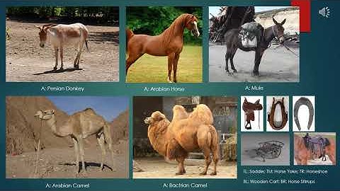 WHAP Period 1 (1200-1450) Unit 2 (Networks of Exchange) The Silk Roads