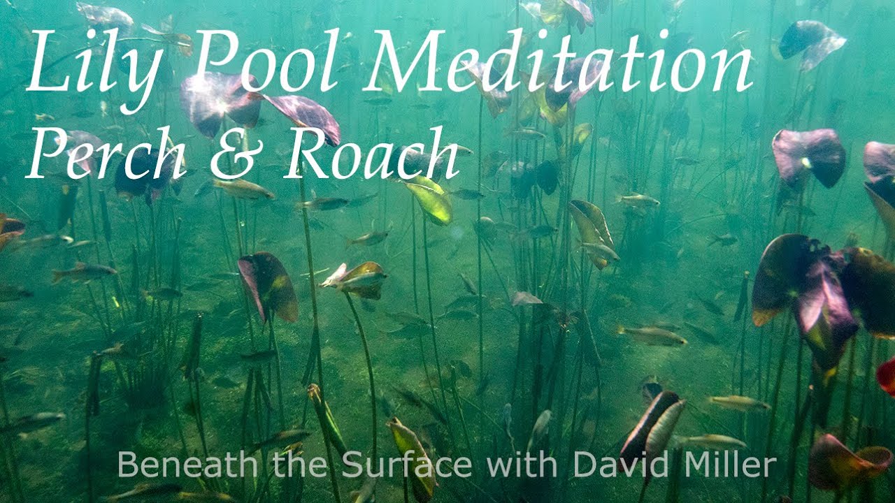 The Magical World Beneath the Surface of a Lily Pool