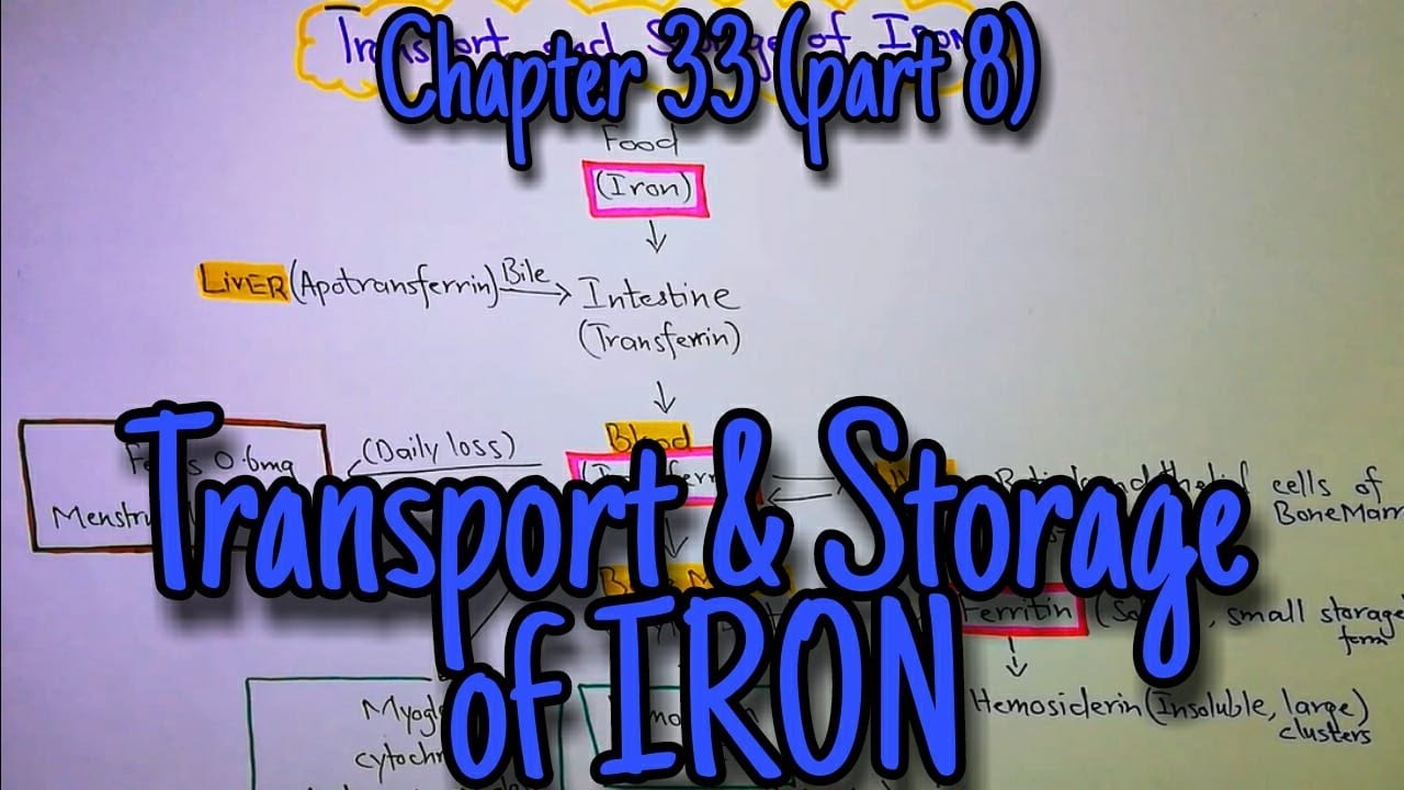 Transport and storage of iron (part 8) Guyton and Hall text book of ...
