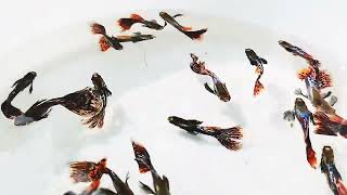 Dumboo Mosaick Guppy Agro Shop Bangladesh