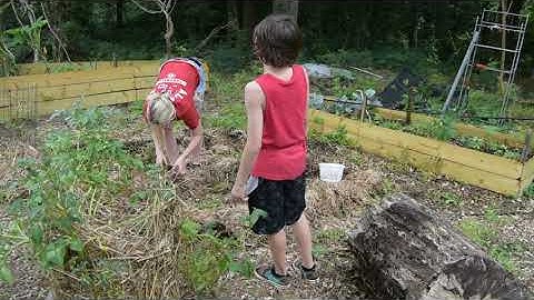 Planting Potatoes! | Lazy Bed Method! | VLOG|