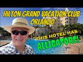This Hotel Has ALLIGATORS! Hilton Grand Vacation Club - Sea World