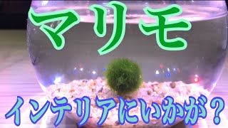 【マリモ 】癒されたい方にオススメ！インテリアにいかが？