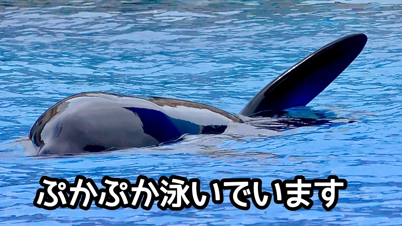シャチ リンちゃん 広いメインプールをぷかぷかと泳いでいます【名古屋 