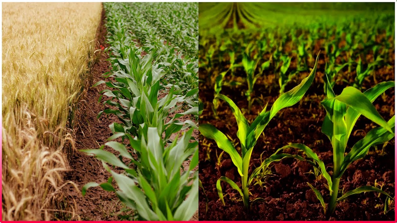 How To Improve Soil Quality For Farming Soil Health and Conservation