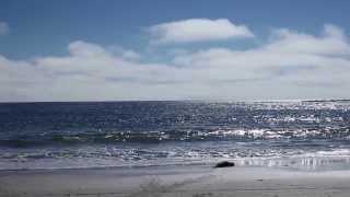 Hooded seal release in Biddeford, Maine