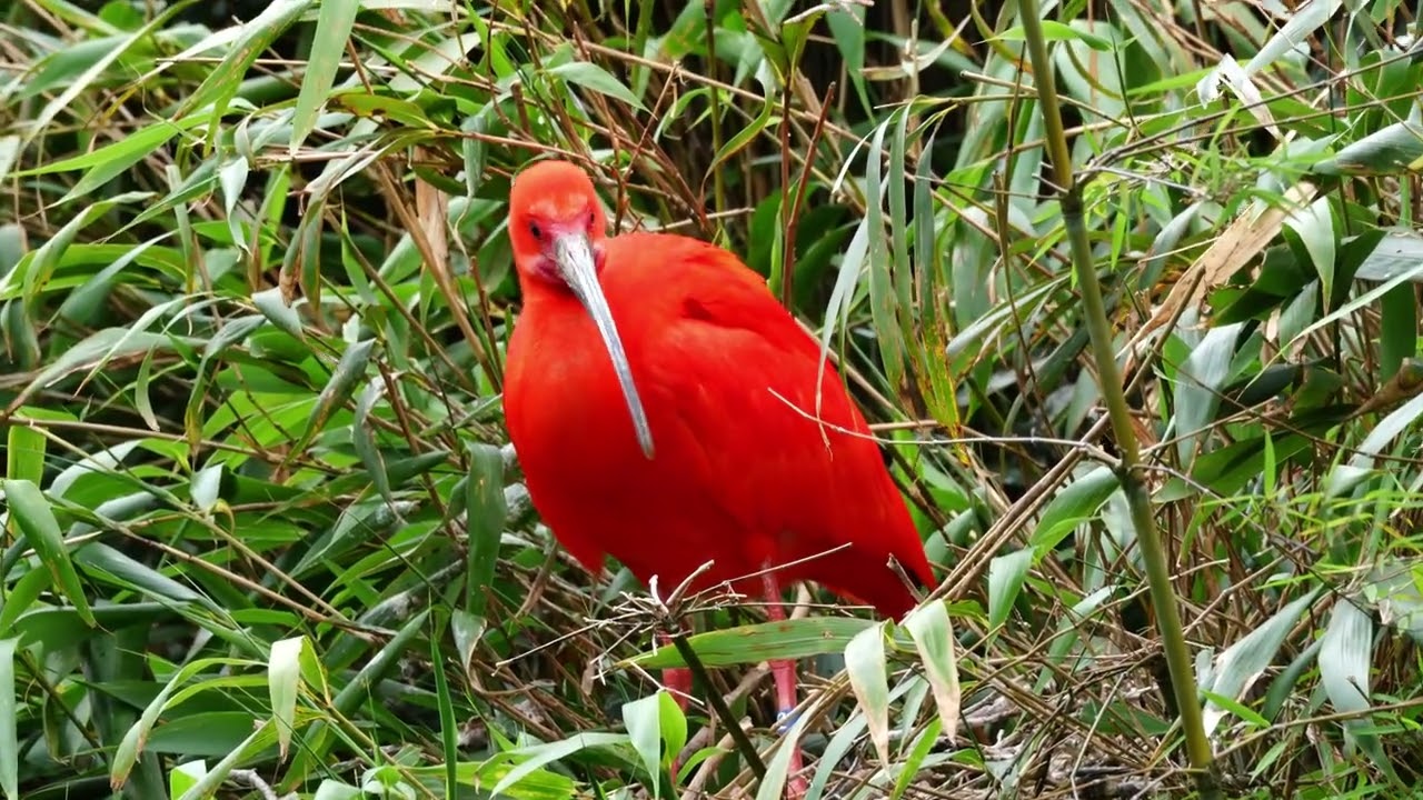 Dr.ibis Rouge second Set ❤ Ibis rouge (Scarlet ibis) - YouTube