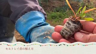 セルトレイ苗の植え方（番外編おまけ付き）