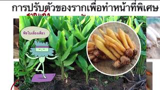 Rootการงอกและหน้าที่พิเศษ