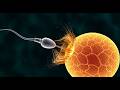 The Impossible Race: How You Were Born (3D Biology)