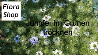 Blumen trocknen 3. Möglichkeiten die Jungfer im Grünen, Nigella damascena zu konservieren